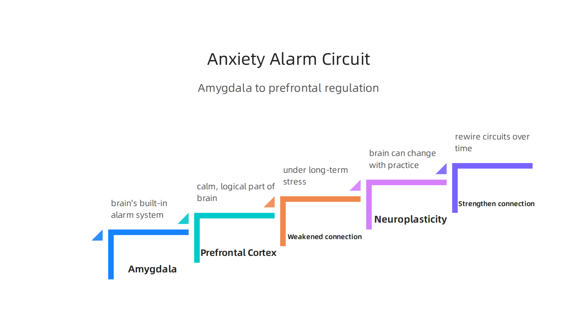 An infographic illustrating the interaction between the amygdala and prefrontal cortex in anxiety.